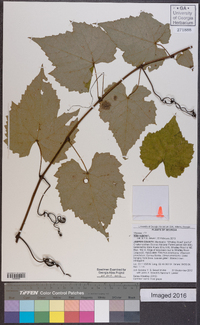 Vitis vulpina image