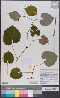 Vitis vulpina image