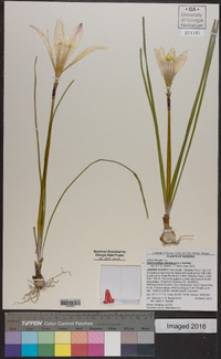 Zephyranthes atamasca image