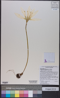 Zephyranthes atamasca image