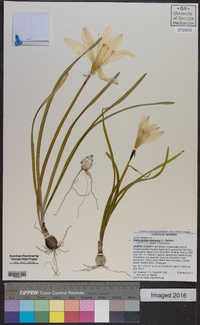 Zephyranthes atamasca image