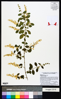 Ligustrum sinense image