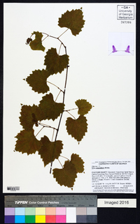 Vitis rotundifolia image