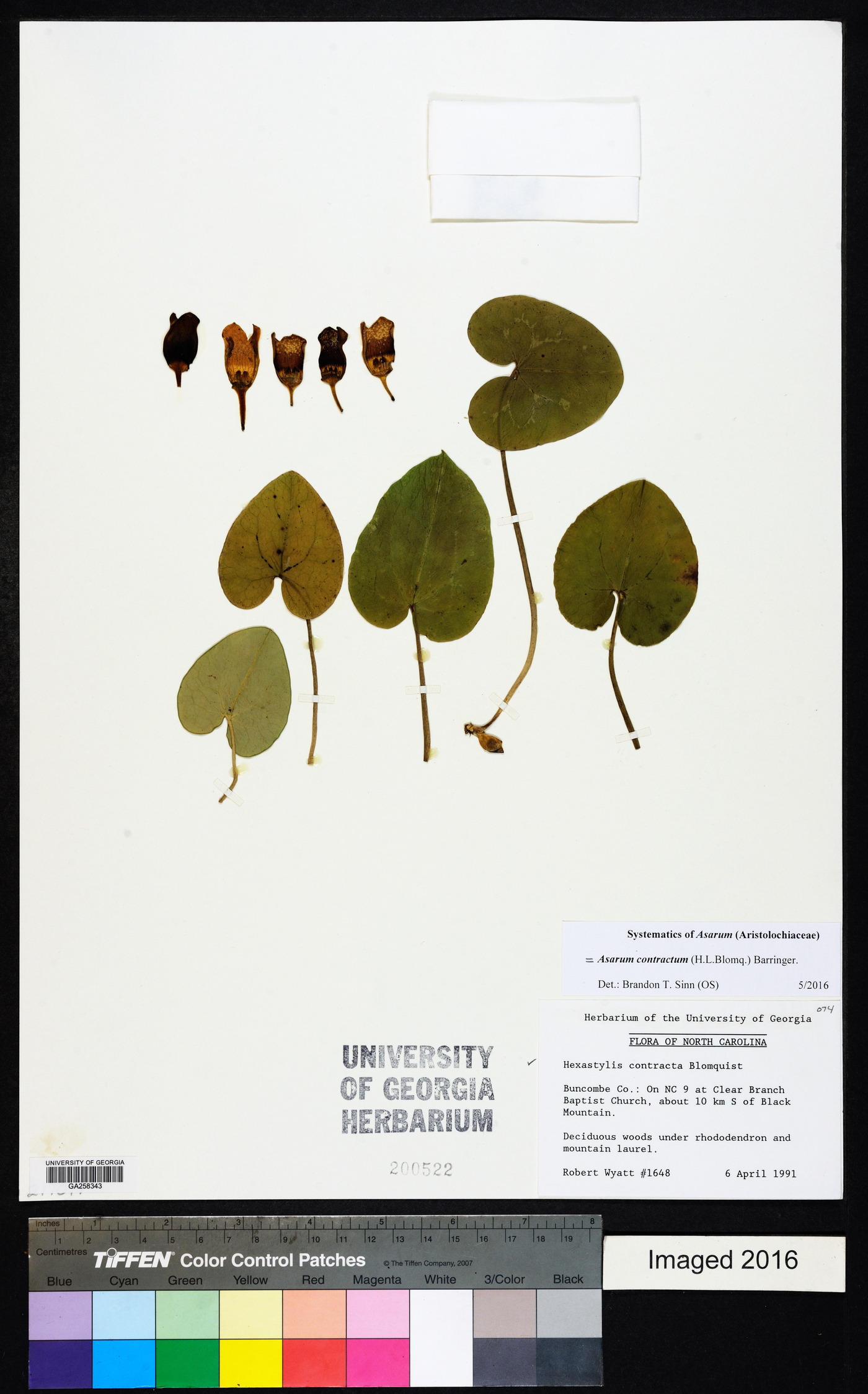 Hexastylis contracta image