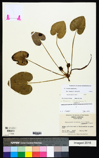 Hexastylis virginica image