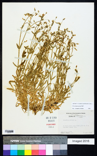 Cerastium nutans image