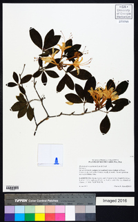 Rhododendron eastmanii image