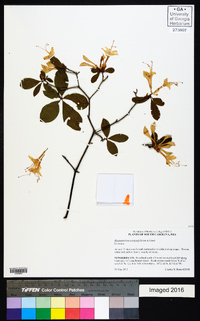 Rhododendron eastmanii image