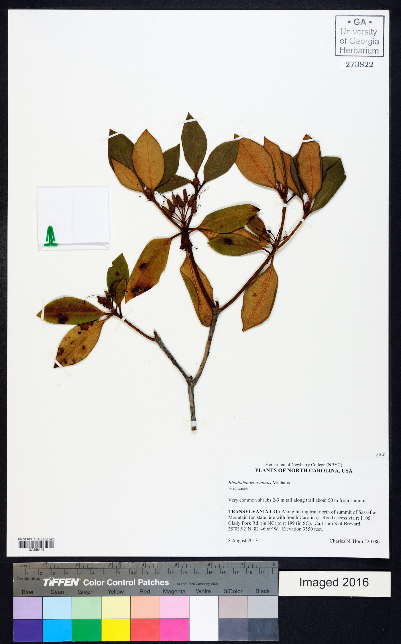 Rhododendron minus image