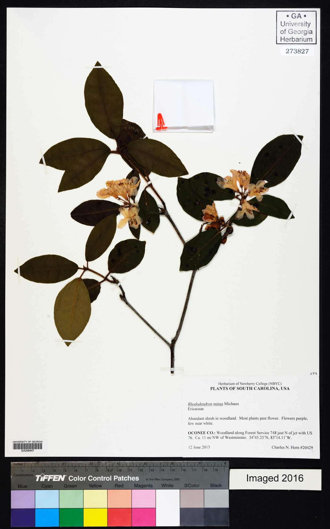 Rhododendron minus image