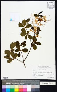 Rhododendron periclymenoides image