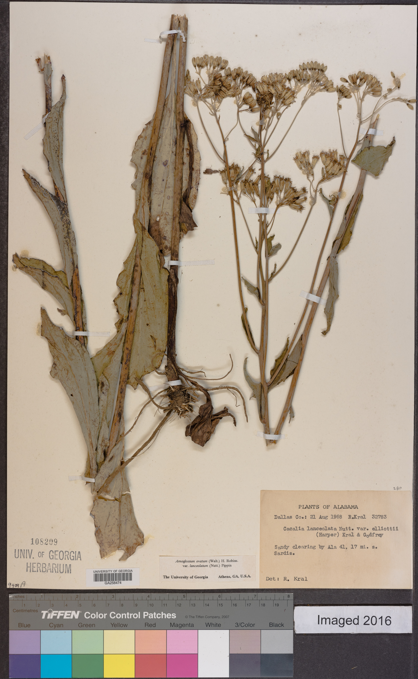 Arnoglossum ovatum image