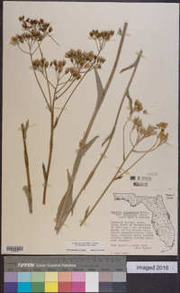 Arnoglossum ovatum image