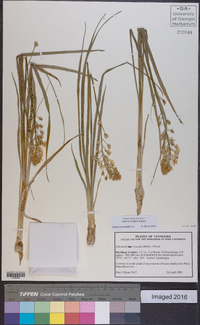 Schoenolirion croceum image