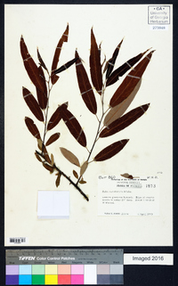 Salix caroliniana image