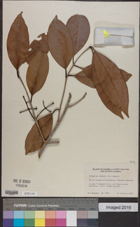 Syzygium cumini image