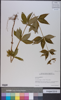 Lysimachia quadriflora image