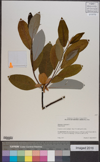 Magnolia virginiana image