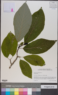 Magnolia acuminata image