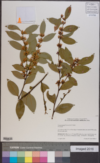 Lyonia lucida image