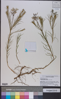 Amsonia ciliata image