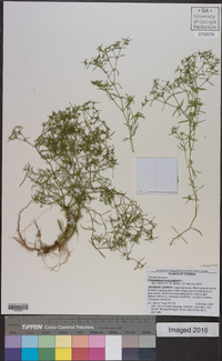 Polypremum procumbens image