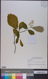 Styrax grandifolius image