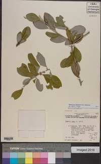 Sideroxylon alachuense image