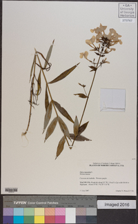 Phlox maculata image