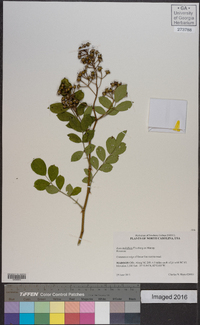 Rosa multiflora image