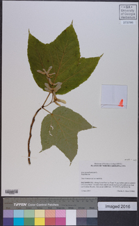 Acer pensylvanicum image