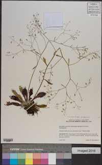 Saxifraga michauxii image