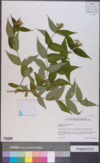 Diervilla sessilifolia image