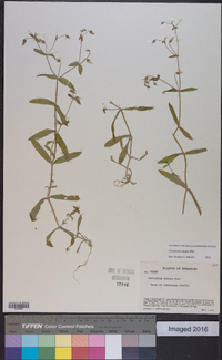 Cerastium nutans image