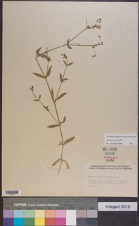 Cerastium nutans image