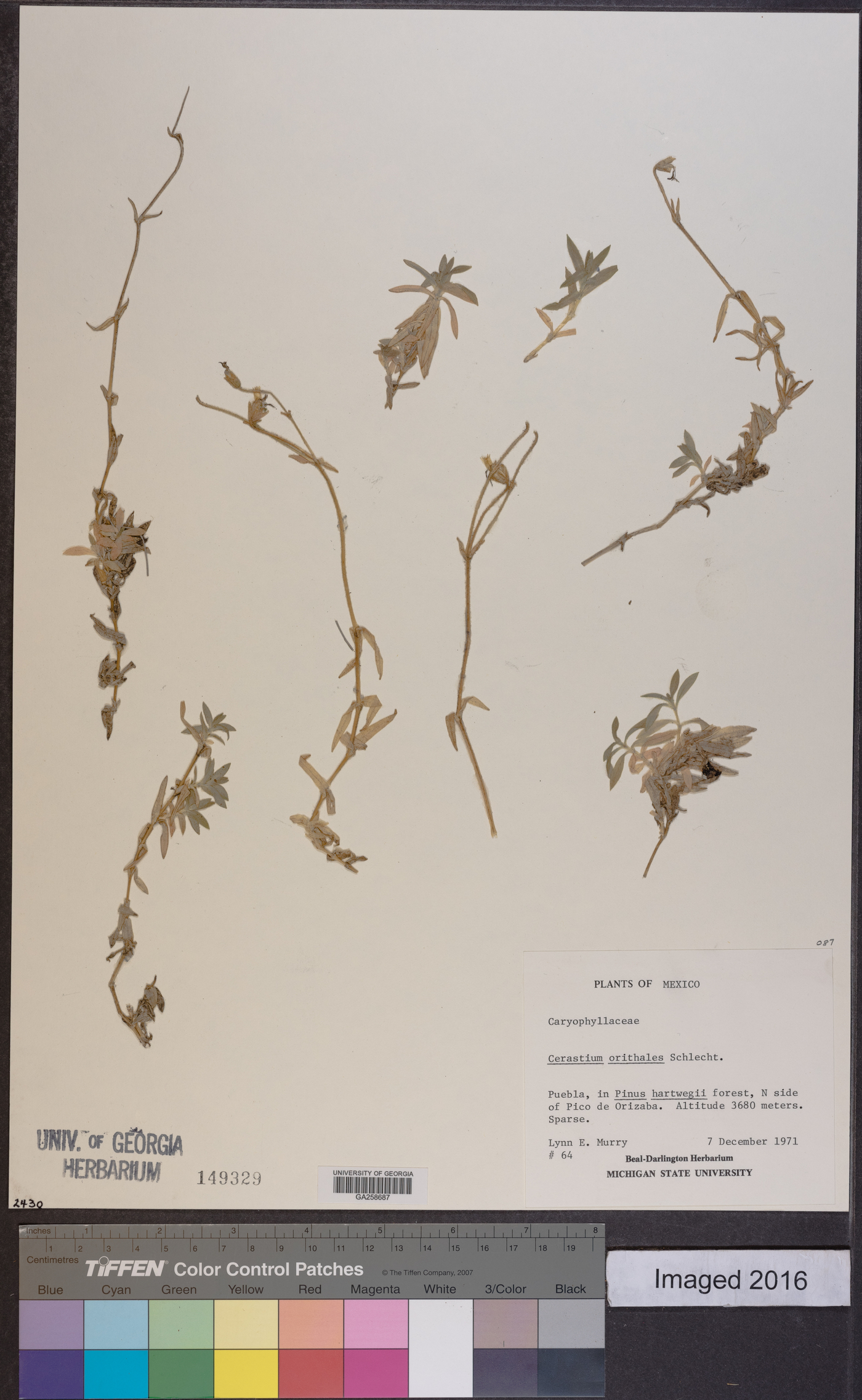 Cerastium orithales image