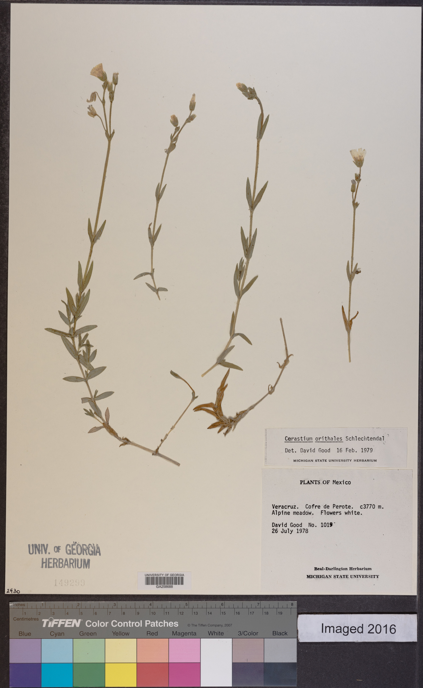 Cerastium orithales image
