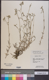 Cerastium tolucense image