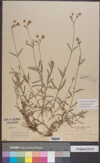 Cerastium velutinum image