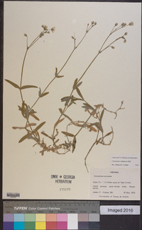 Cerastium velutinum image