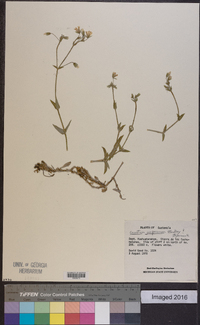 Cerastium juniperorum image