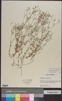 Cerastium brachypetalum image