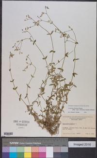 Cerastium fontanum subsp. vulgare image