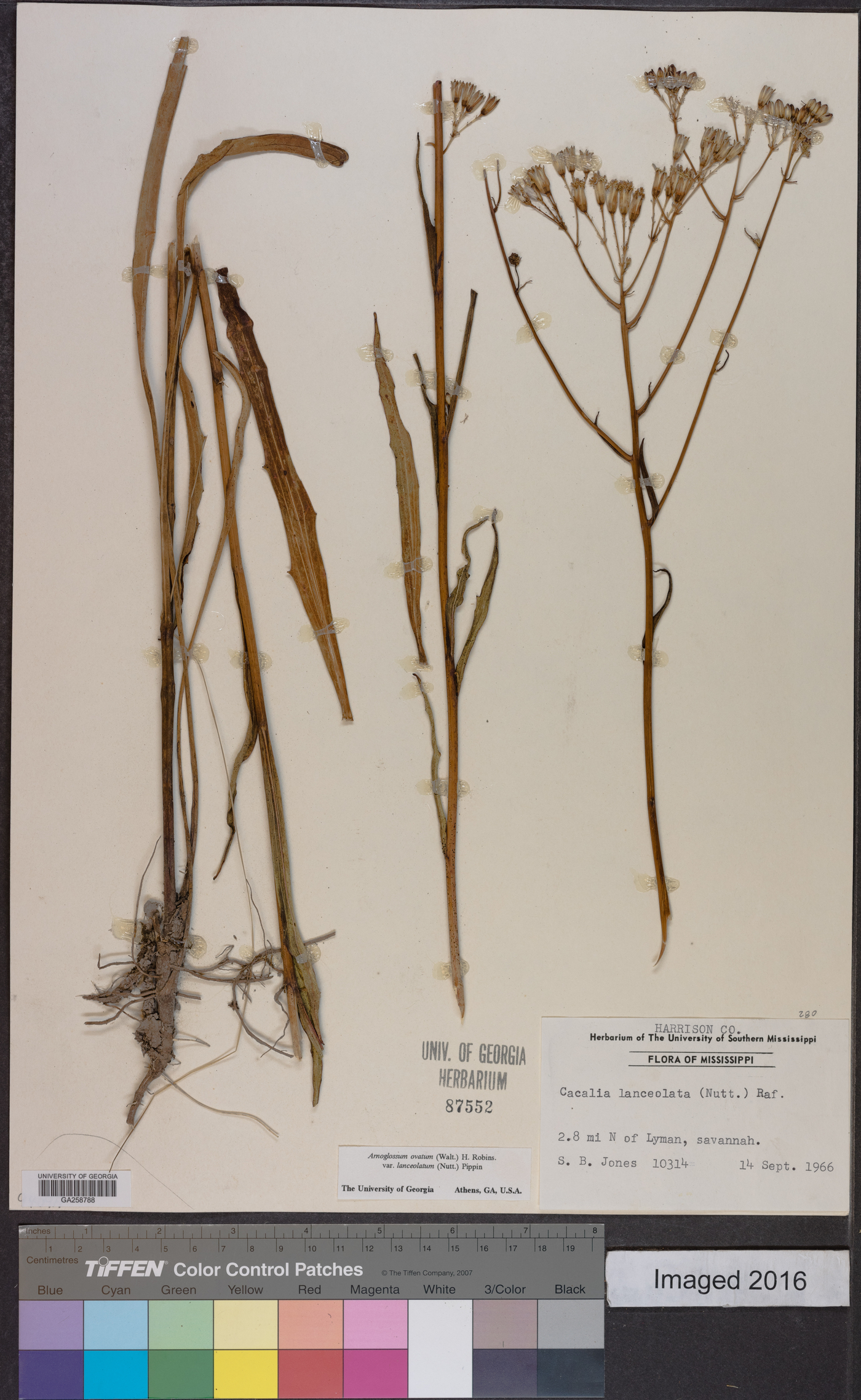 Arnoglossum ovatum image
