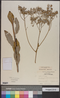 Arnoglossum ovatum image