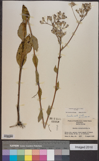 Arnoglossum ovatum image