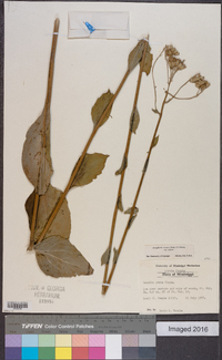 Arnoglossum ovatum image