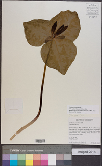 Trillium cuneatum image