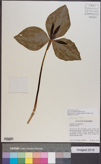 Trillium cuneatum image