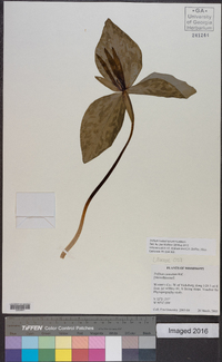 Trillium ludovicianum image